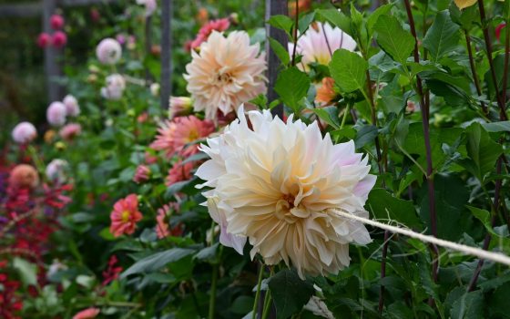 Dahlia flowers blooming in a variety of colors. 