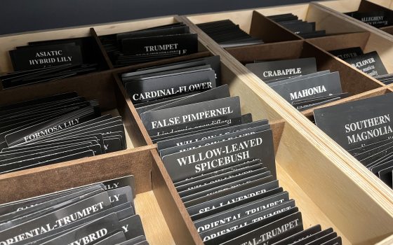 A close-up, angled shot of multiple wooden organizer trays filled with stacks of black plant identification labels. The trays feature dark wood dividers, creating separate slots for different plant species.