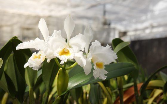 White cattleya orchids in a greenhouse.