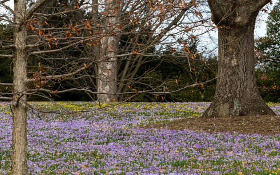 Many small lavender-purple crocus flowers blooming in the lawn.