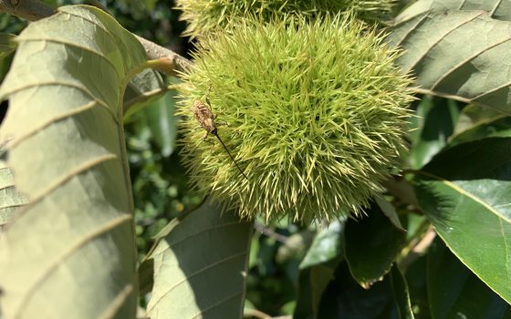 A slightly wider shot of the same Chestnut Weevil species perched on a spiky green chestnut burr. The image shows the surrounding serrated chestnut leaves, providing a sense of scale for the insect and the developing fruit.