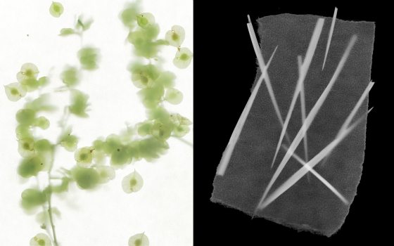 Shoshannah White cameraless photography prints