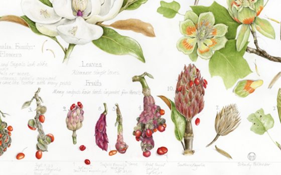 An insert of a book featuring a variety of botanical illustrations.