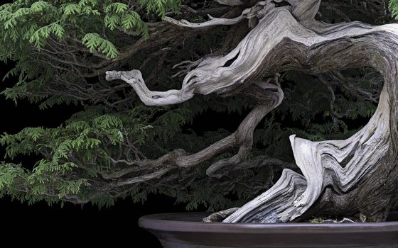 Closeup of windswept evergreen bonsai with white trunk.