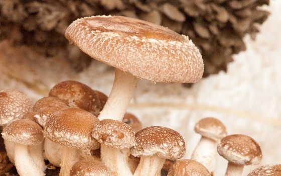Small and large button mushrooms.