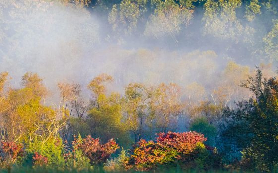 A layer of mist covers colorful autumn foliage.