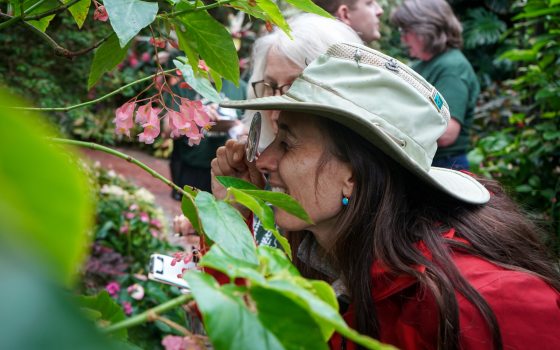 A close-up shot of a woman wearing a wide-brimmed hat using a magnifying glass to examine a cluster of pink flowers on a plant, with other people partially visible in the background.