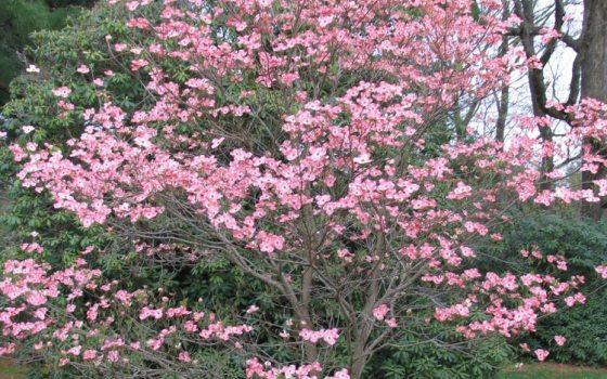 Deep rosy-red to pink bracts with white centers, providing a dramatic, contrasting display in early spring. 