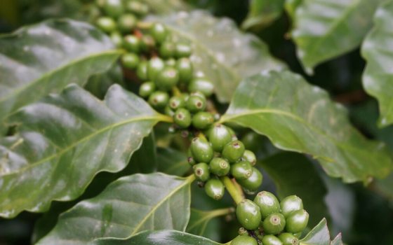 An arabica (coffee) plant, featuring small, round, green seeds growing against the stem of a leafy plant.