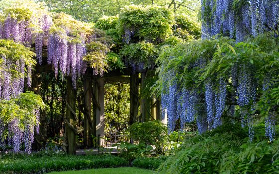 A perspective shot looking down a stone walkway in a formal garden. The path is flanked by low stone walls and topped with a series of wooden beams that support a dense ceiling of purple Wisteria. The far end of the path opens into a sunny courtyard with green manicured hedges.
