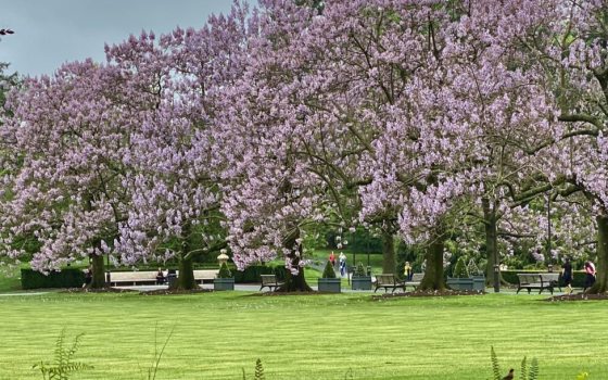 Clusters of small pink flowers growing on limbs.