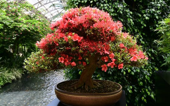 Closeup of orange-colored blooms of azalea bonsai against a conservatory backdrop.