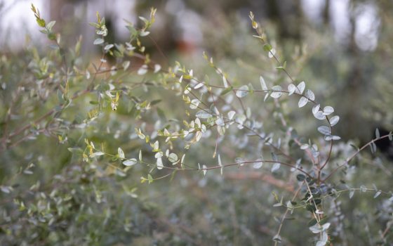 Eucalyptus fills the image with soft light. 