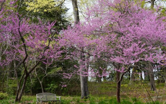 Deciduous ornamental tree that features clusters of small, rosy-pink to magenta, pea-like flowers that bloom on bare branches. 