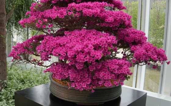 Dense clusters of small, vibrant pink trumpet-shaped flowers. 