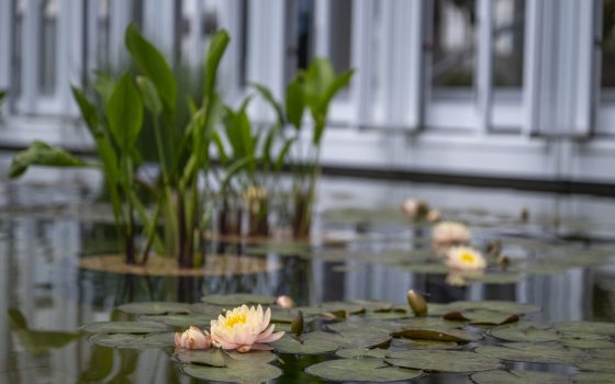 A variety of water plants growing in a water feature next to a plant conservatory.