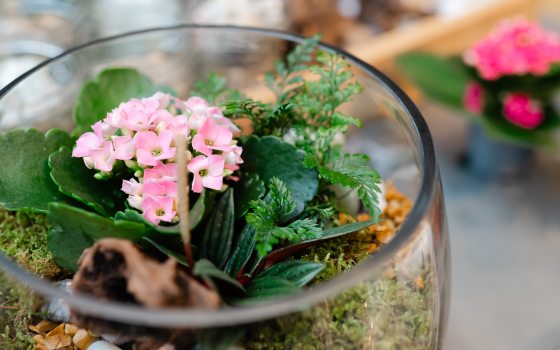 Terrarium filled with various small plants