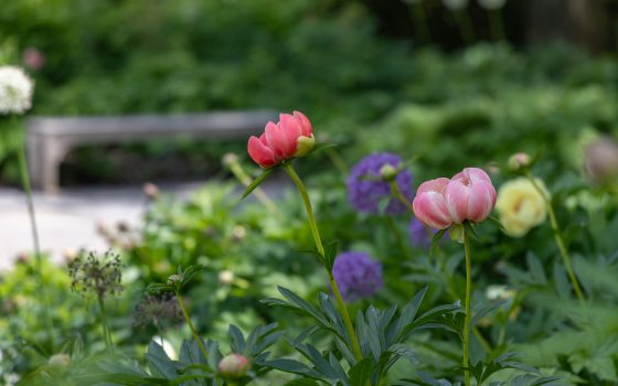 Closeup of pink, purple, yellow, and white blossoms on long stems in an outdoor garden, with a garden bench in the background.