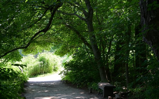A shaded, gravel entrance to a meadow. A dense canopy of vibrant green maple leaves creates a natural tunnel over the path. A simple wooden bench sits in the shadows on the right. The end of the path opens into a bright, sunlit area of tall green vegetation.