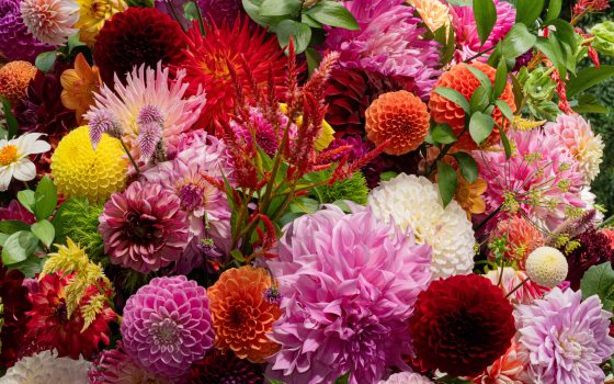 Colorful closeup of variety of dahlias in full bloom.