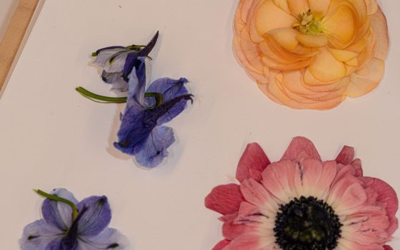 Pressed blue, yellow and pink flowers on paper