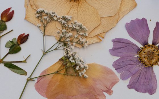Pressed flowers of various types and colors