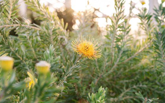 A bright indoor garden, with a yellow flower among green leafy foliage. 