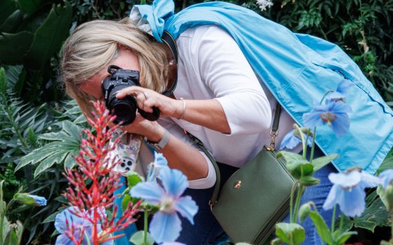 Woman taking a picture with camera of blue poppy display