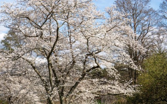 Profuse, fragrant, single white to pale pink flowers that bloom in clusters of 3 to 6 in early spring (March-April) before foliage emerges.