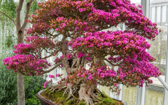 Dense clusters of small, vibrant pink trumpet-shaped flowers. 