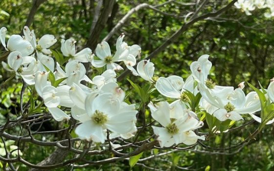 Abundance of bright, showy four-bract white flowers with greenish centers.