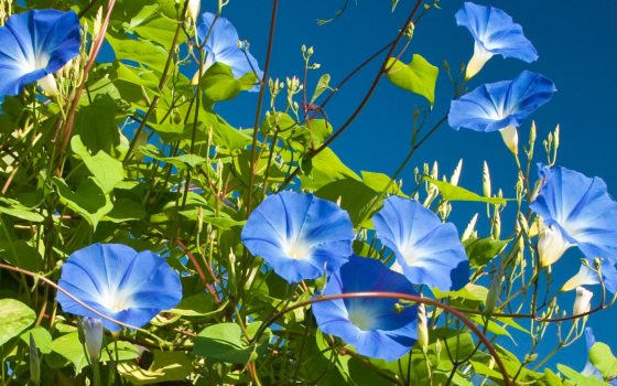 Blue morning glories in bloom
