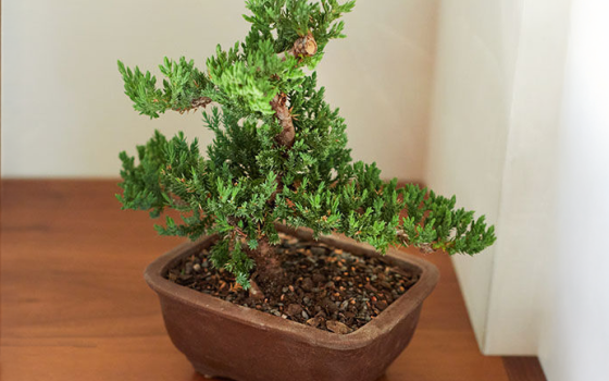 Bonsai