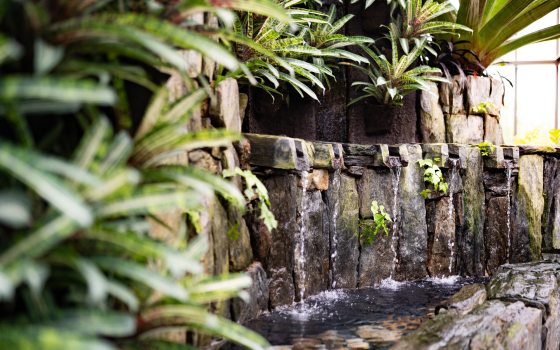 A garden inside a conservatory with a stone wall with water features and tropical plant foliage.