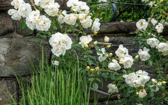 A vigorous, large-flowered, creamy to  snow-white climbing rose.