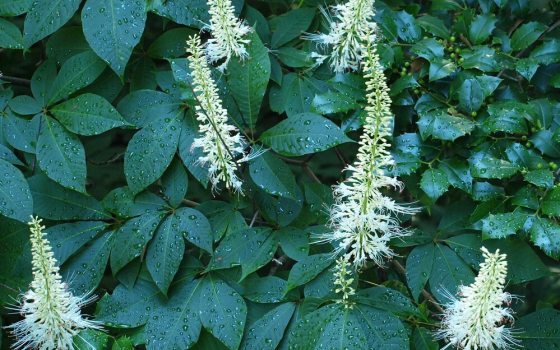 Tall, thin spindles with tiny, white flowers and orange tipped stamens.