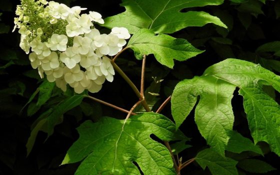Large, cone-shaped white flower clusters that stiffly stand upright, contrast deeply lobed oak-like leaves.