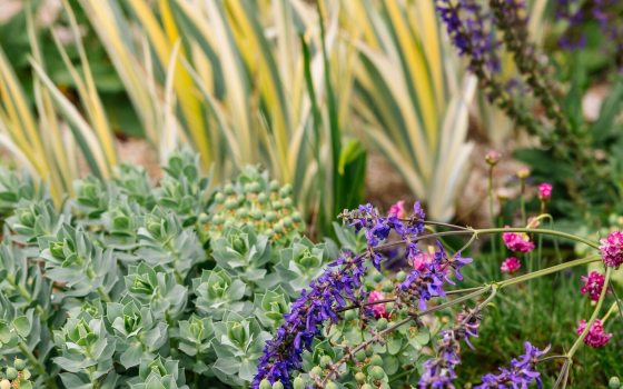 A spring plant palatte, feature purple and pink flowers, yellow and green leaves, and a succlulent type plants, all growing in an outdoor garden.