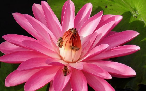 Honeybees gather on the center of a bright pink nymphaea bloom