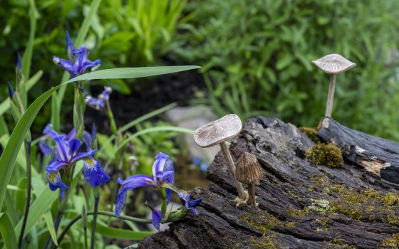 A close of of a section of a wood stump with mushrooms growing on it, surrounded by purple flowering orchids. 