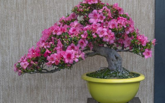 An asymmetrical, windswept azalea bonsai tree completely covered in deep pink flowers, with the canopy dramatically leaning toward the left. The tree features a thick, pale grey curving trunk and is showcased in a contrasting, bright yellow-green glazed ceramic bowl.