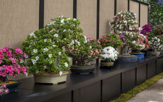 Azalea bonsai specimens on display on a long dark platform against a beige fabric backdrop.