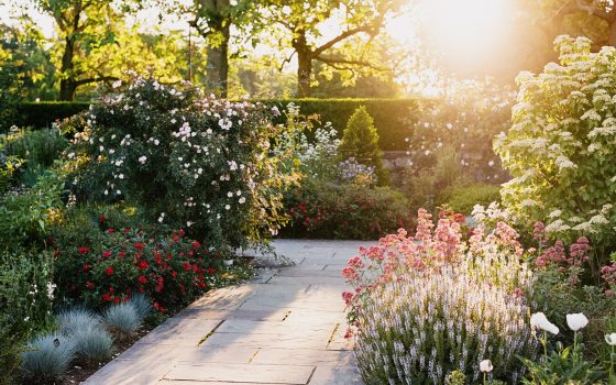 A sunlit view of a stone-tiled garden path bordered by blooms and foliage of varying colors, heights, and textures.