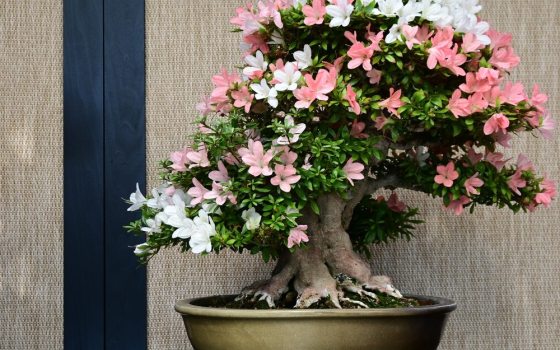 These azaleas are famous for extreme color variation; a single plant, and sometimes even a single branch or flower can display completely different patterns, including stripes, flecks, borders, and sectors of white, pink, red, and purple.