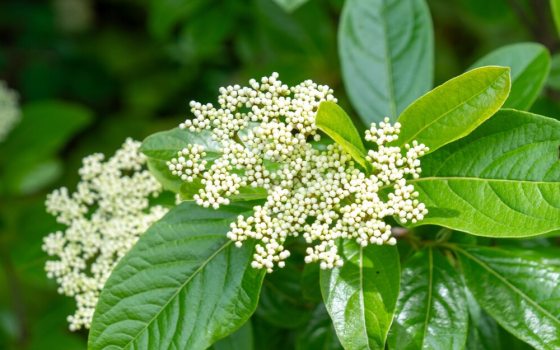 Hardy, upright deciduous shrub that produces flat-topped clusters of aromatic, creamy white flowers. 