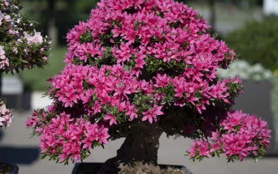 Funnel-shaped magenta-pink blossoms that range from 1 to 5 inches in diameter, with a thick muscular trunk.