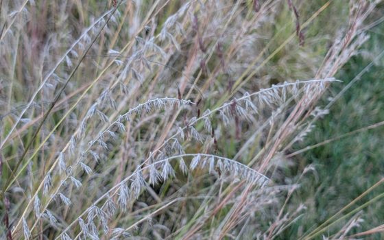 A close up image of a native grass plant.