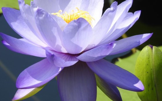 A stunning hybrid water lily featuring large, double-petaled sky-blue flowers.