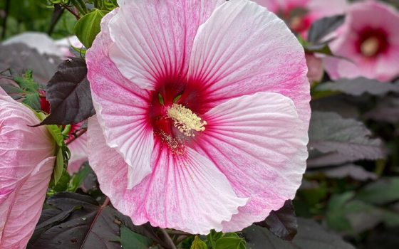 Large, pink and white swirl flower with bright red center.