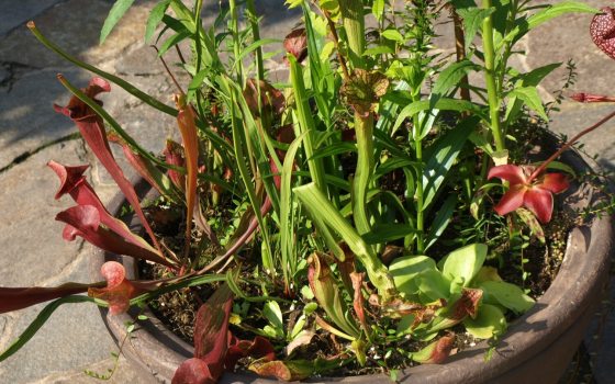 A container of carnivorous pitcher plants, resting on a stone walkway. 
